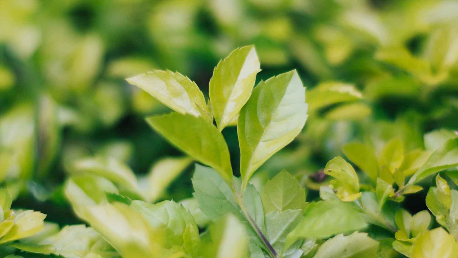 Hoya Tea